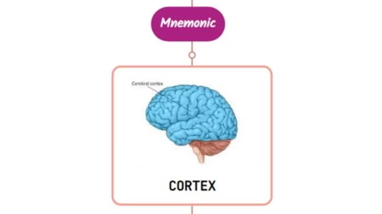Read more about the article Localization Of Sensory Abnormalities To Cortex Mnemonic