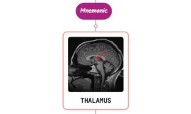 Localization Of Sensory Abnormalities To Thalamus Mnemonic