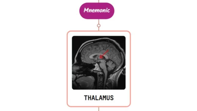 Read more about the article Localization Of Sensory Abnormalities To Thalamus Mnemonic