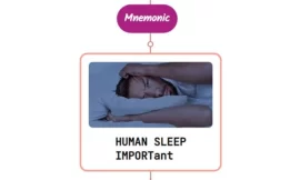 Organization of Human Sleep Mnemonic