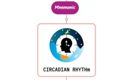 Physiology Of Circadian Rhythmicity Mnemonic
