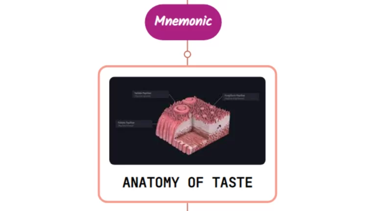 Read more about the article Taste System – Mnemonic