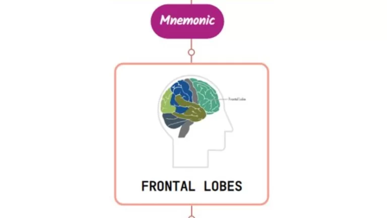 Read more about the article The Prefrontal Network For Executive Function And Behavior Mnemonic