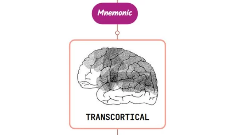 Read more about the article Transcortical Aphasias: Fluent and Nonfluent Mnemonic