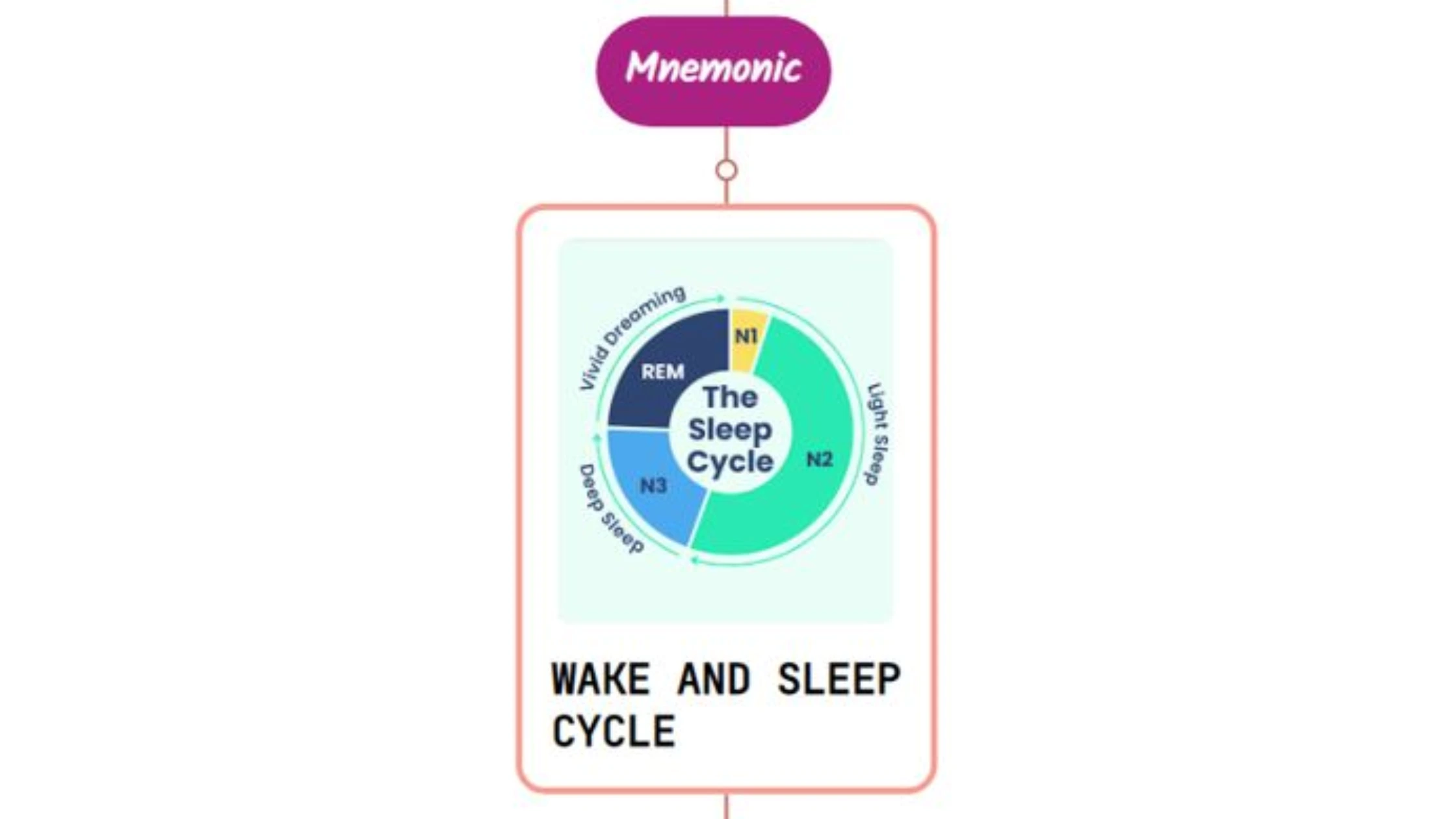 You are currently viewing Wake And Sleep Regulated By Brain Circuits Mnemonic