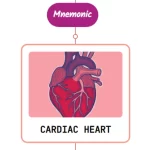 Read more about the article Duration and Character Of Heart Murmur – Mnemonic