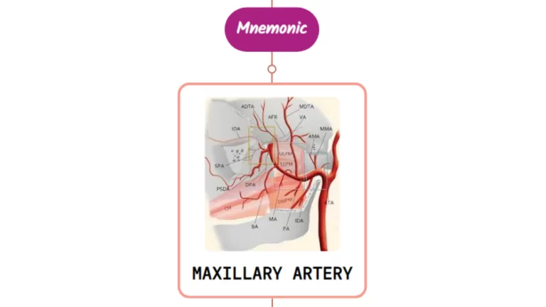 Read more about the article Maxillary Artery – Mnemonic