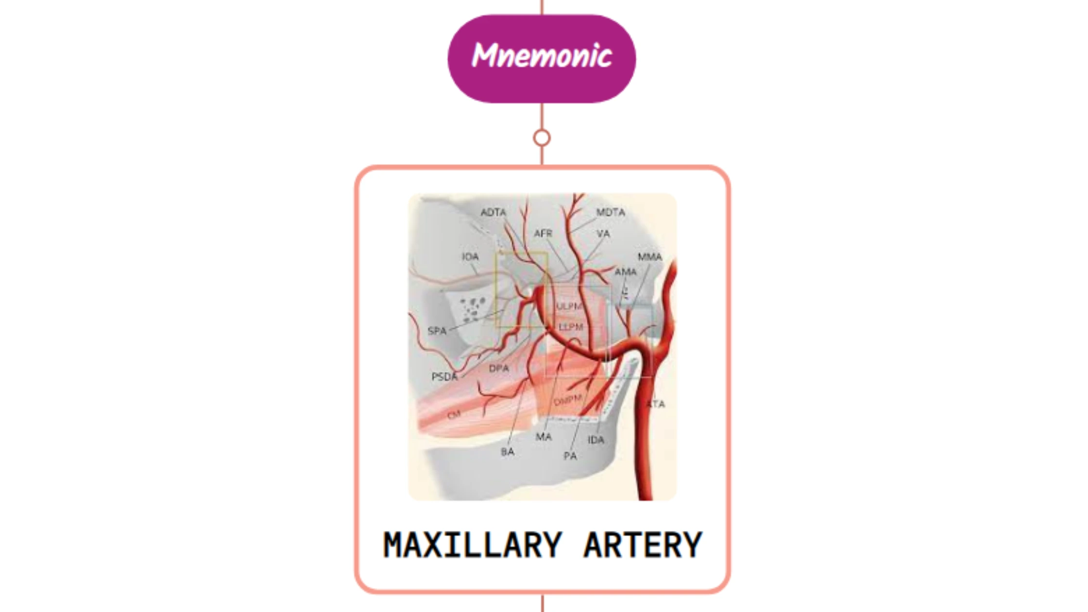 You are currently viewing Maxillary Artery – Mnemonic