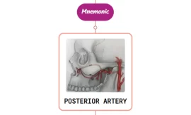 Posterior Superior Alveolar Artery – Mnemonic