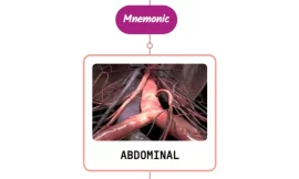 Abdominal Aorta Mnemonic ⚡NEVER FORGET⚡