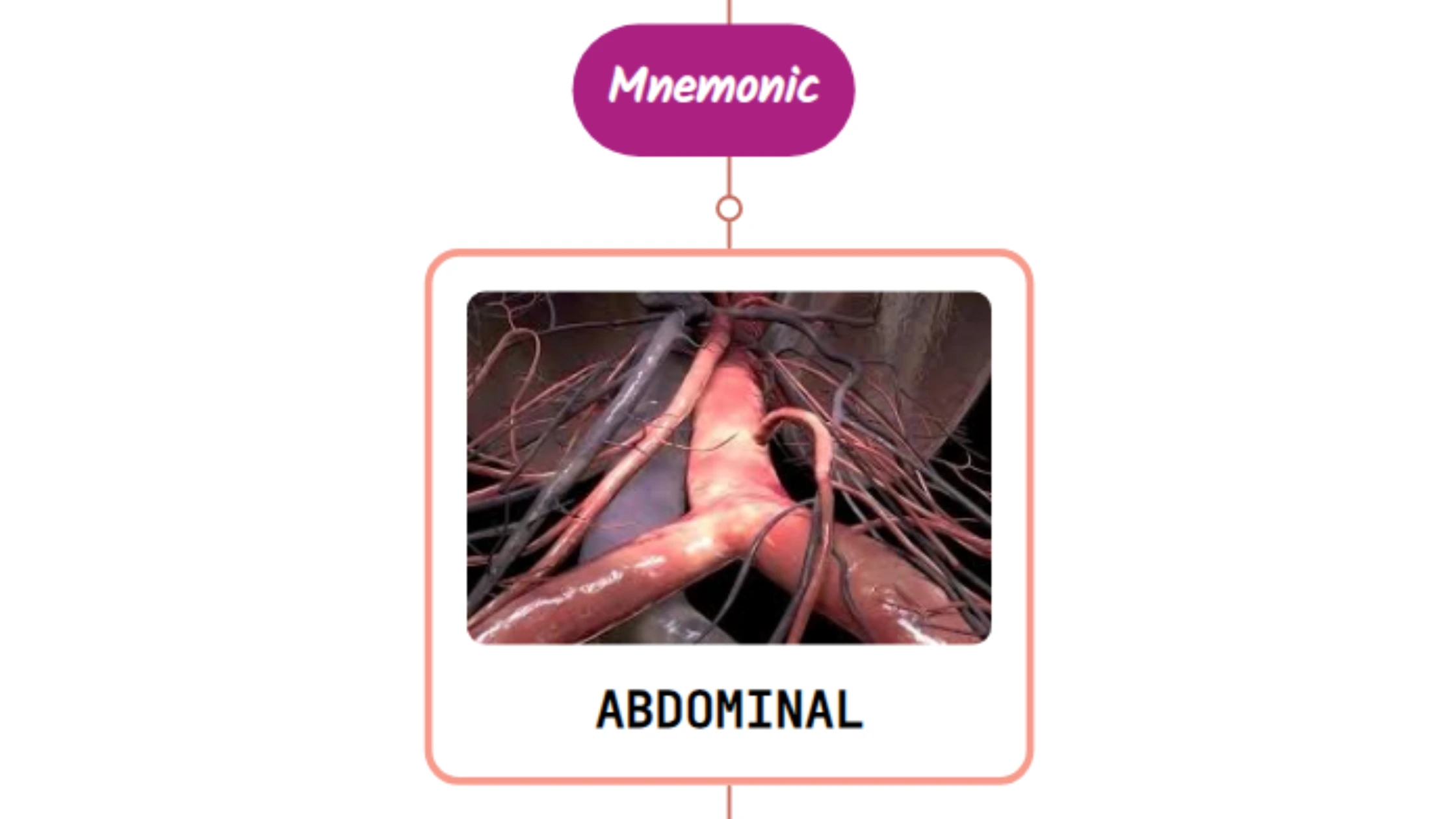 You are currently viewing Abdominal Aorta Mnemonic ⚡NEVER FORGET⚡