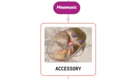 Accessory Meningeal Artery Mnemonic [ NEVER FORGET AGAIN ]