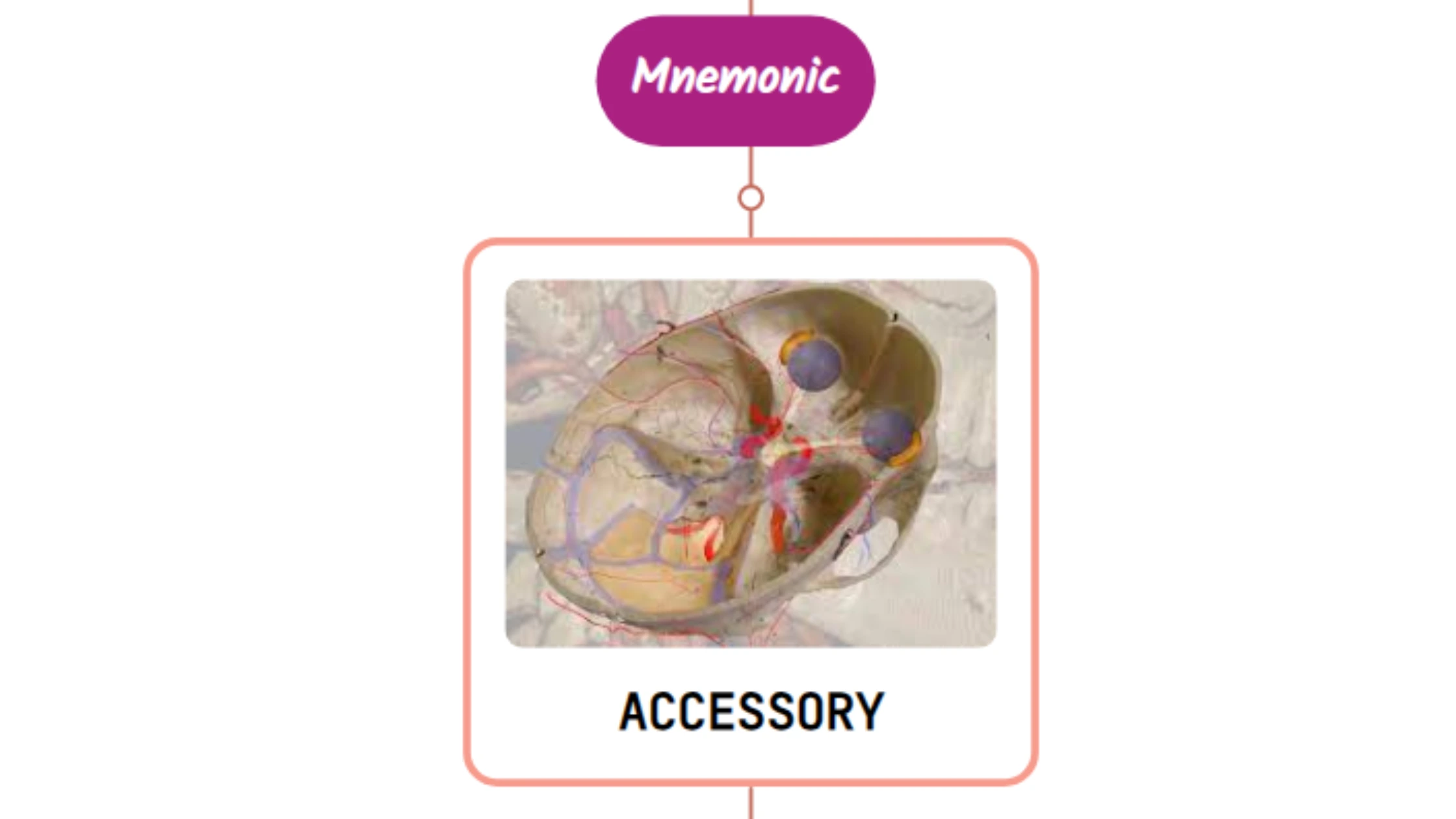 You are currently viewing Accessory Meningeal Artery Mnemonic [ NEVER FORGET AGAIN ]