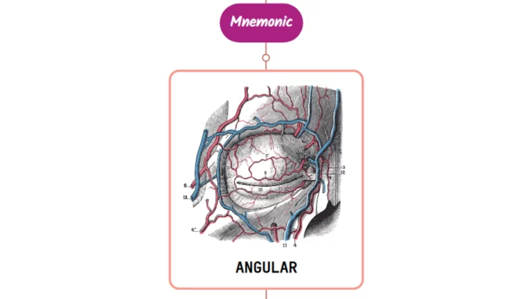 Read more about the article Angular Artery Mnemonic [ NEVER FORGET AGAIN ]