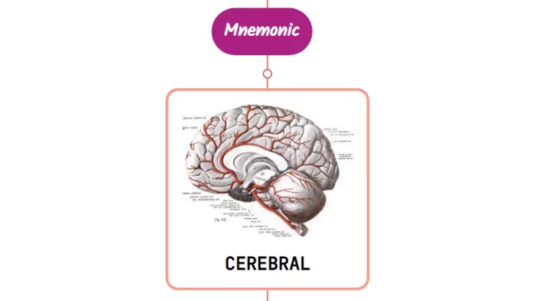 Read more about the article Anterior Cerebral Artery Mnemonic ⚡NEVER FORGET⚡