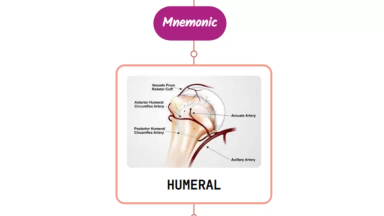 Read more about the article Anterior Humeral Circumflex Artery Mnemonic ⚡NEVER FORGET⚡