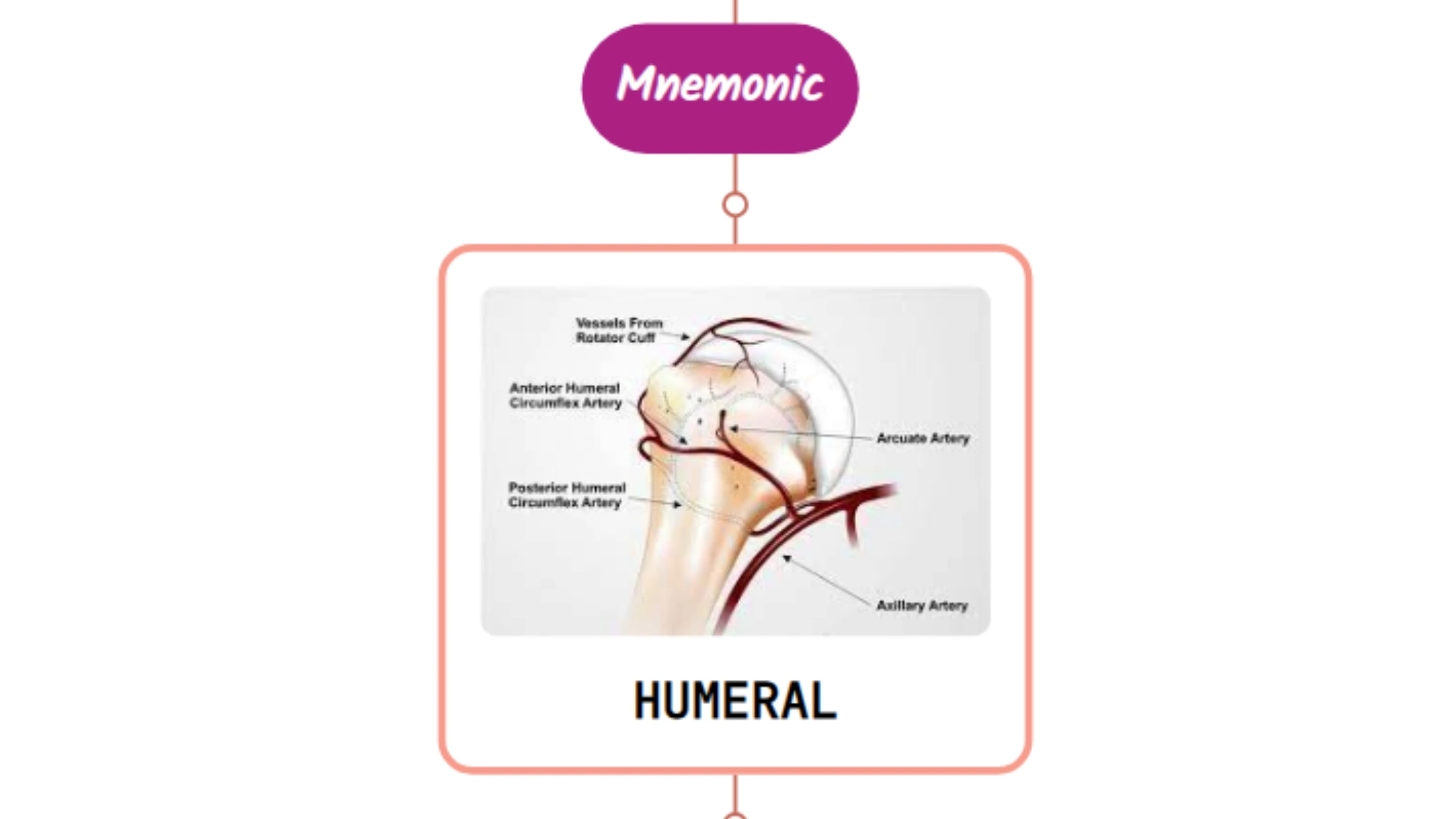You are currently viewing Anterior Humeral Circumflex Artery Mnemonic ⚡NEVER FORGET⚡