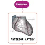 Read more about the article Anterior Interventricular Artery – Mnemonic [ NEVER FORGET AGAIN ]