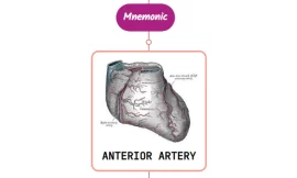 Anterior Interventricular Artery – Mnemonic [ NEVER FORGET AGAIN ]