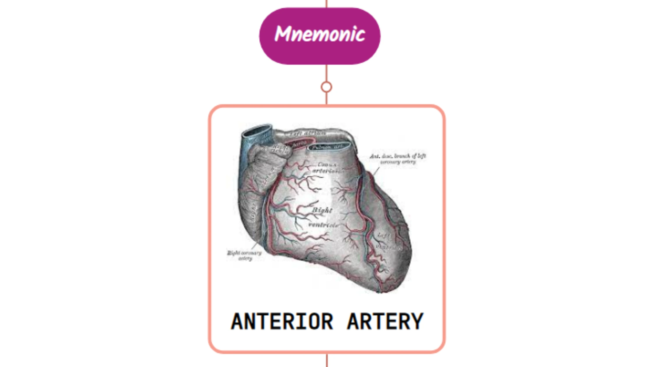 You are currently viewing Anterior Interventricular Artery – Mnemonic [ NEVER FORGET AGAIN ]