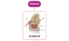 Anterior Superior Alveolar Artery Mnemonic [ NEVER FORGET AGAIN ]