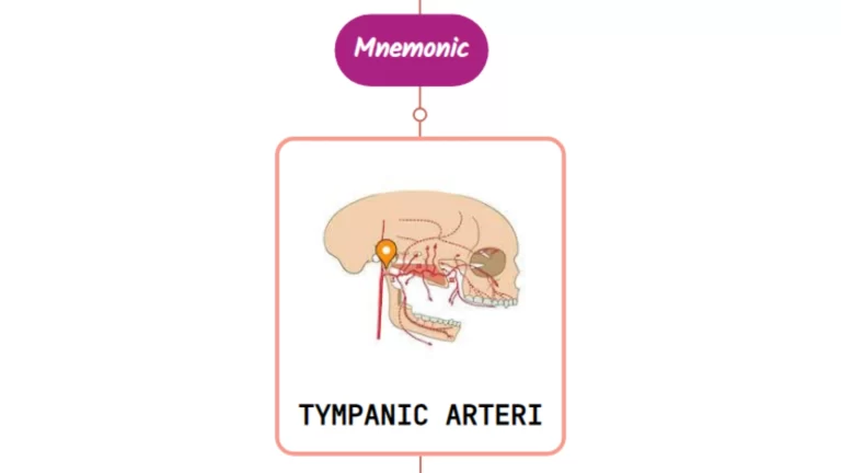 Read more about the article Anterior Tympanic Artery Mnemonic [ NEVER FORGET AGAIN ]
