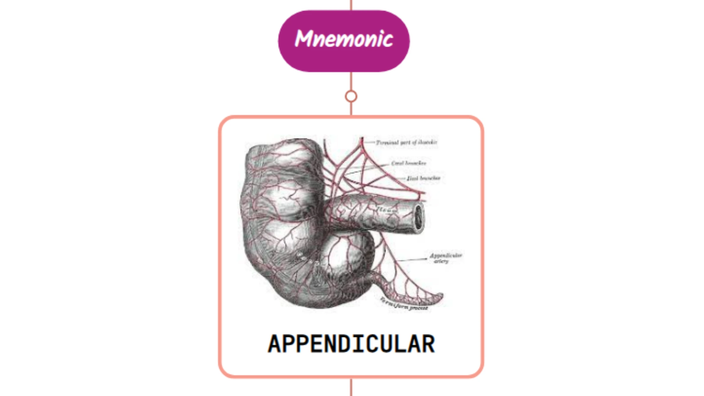 You are currently viewing Appendicular Artery – Mnemonic [ NEVER FORGET AGAIN ]
