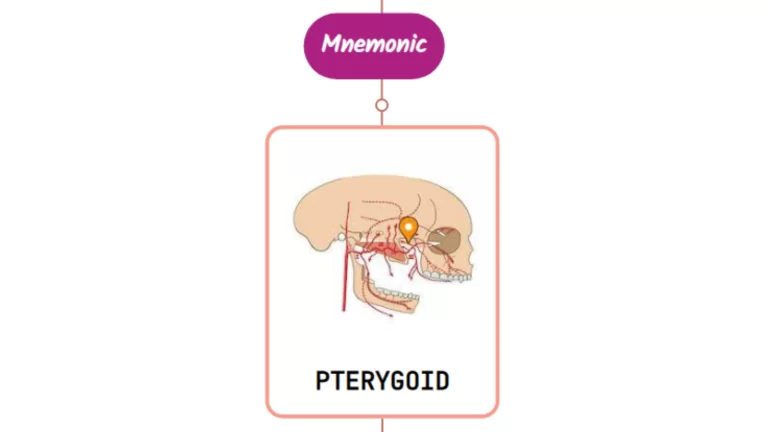 Read more about the article Artery Of The Pterygoid Canal Mnemonic [ NEVER FORGET AGAIN ]