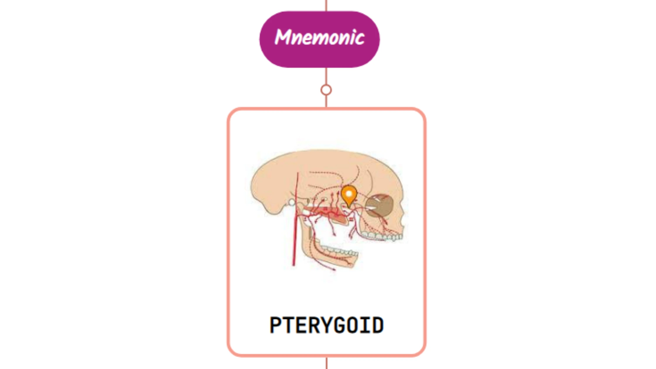 You are currently viewing Artery Of The Pterygoid Canal Mnemonic [ NEVER FORGET AGAIN ]