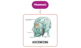 Ascending Palatine Artery Mnemonic [ NEVER FORGET AGAIN ]