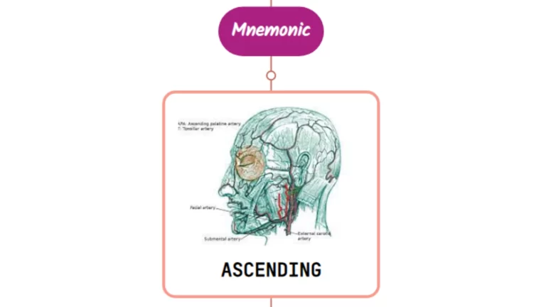 Read more about the article Ascending Palatine Artery Mnemonic [ NEVER FORGET AGAIN ]