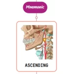Read more about the article Ascending Pharyngeal Artery Mnemonic [ NEVER FORGET AGAIN ]