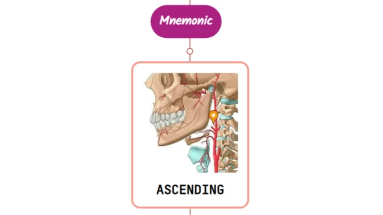 Read more about the article Ascending Pharyngeal Artery Mnemonic [ NEVER FORGET AGAIN ]