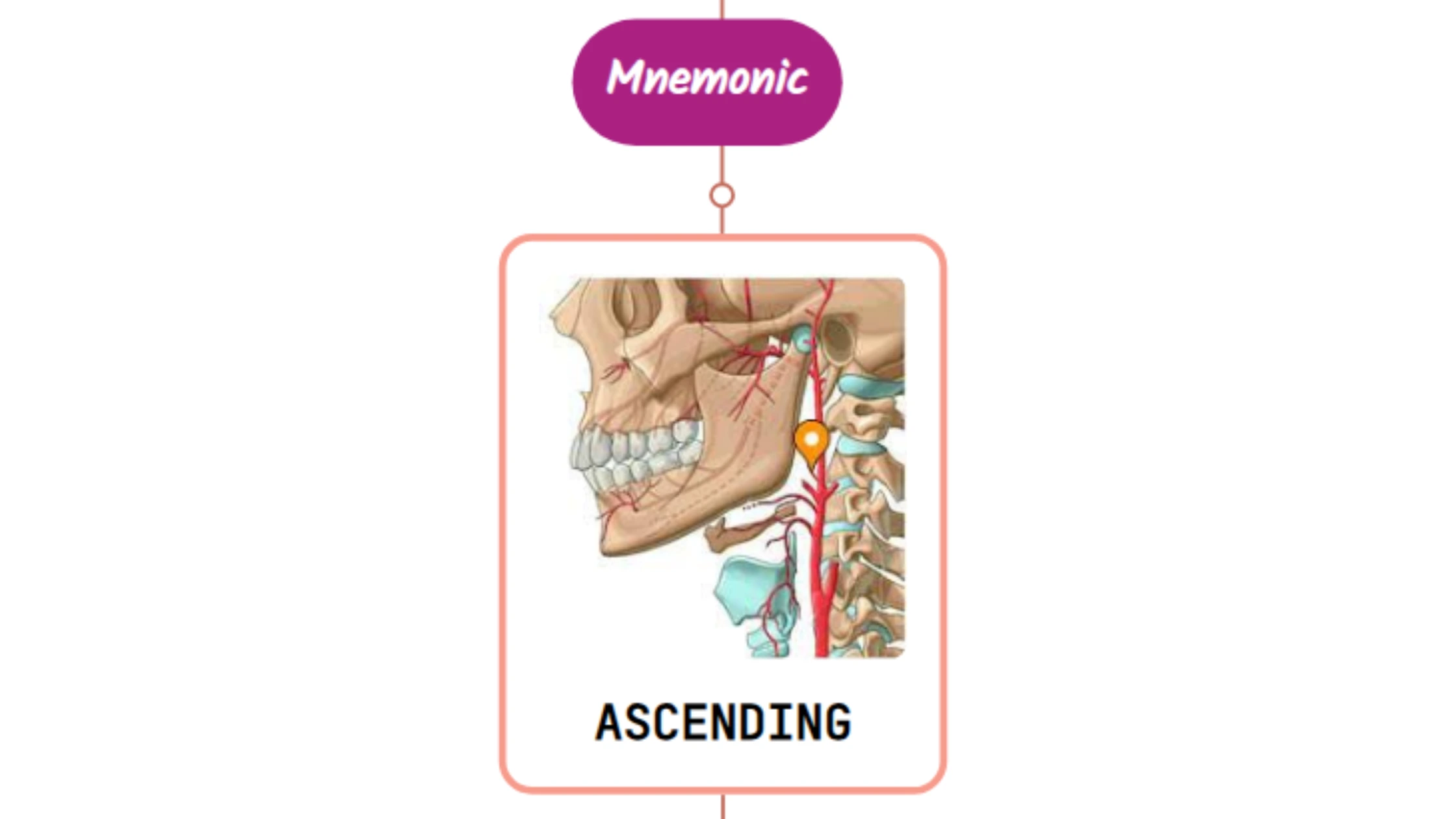 You are currently viewing Ascending Pharyngeal Artery Mnemonic [ NEVER FORGET AGAIN ]