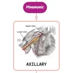 Read more about the article Axillary Artery Mnemonic ⚡NEVER FORGET⚡