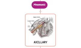 Axillary Artery Mnemonic ⚡NEVER FORGET⚡