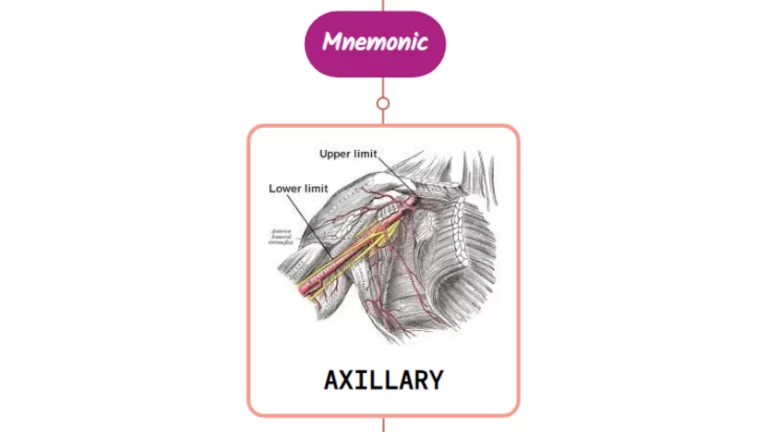 Read more about the article Axillary Artery Mnemonic ⚡NEVER FORGET⚡