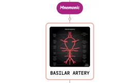 Basilar Artery – Mnemonic