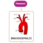 Read more about the article Brachiocephalic Artery Mnemonic ⚡NEVER FORGET⚡