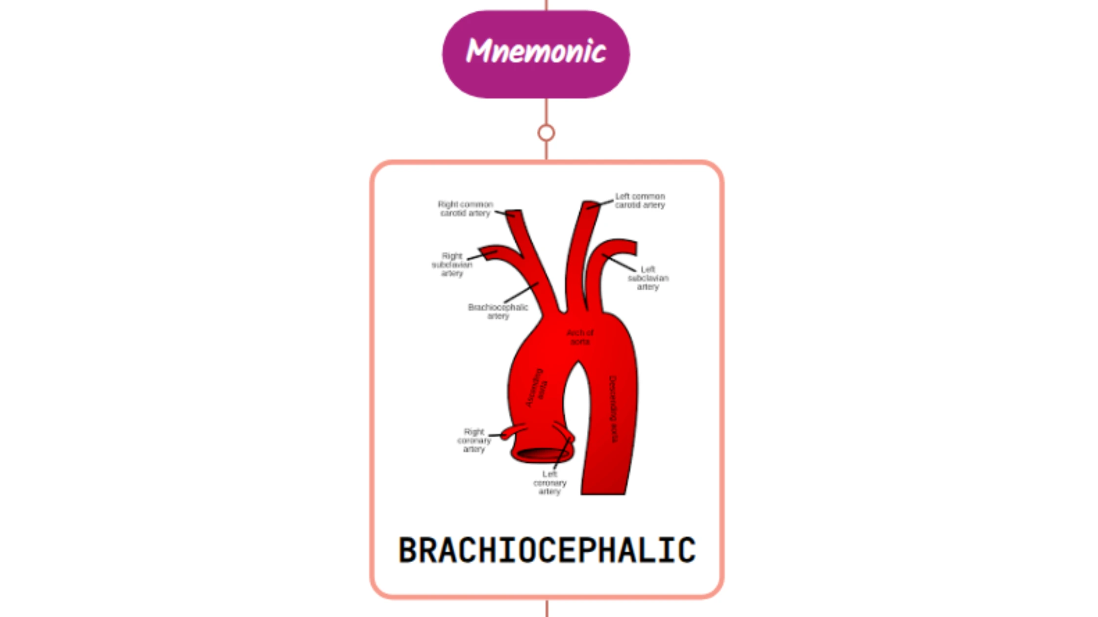 You are currently viewing Brachiocephalic Artery Mnemonic ⚡NEVER FORGET⚡