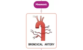 Bronchial Artery – Mnemonic [ NEVER FORGET AGAIN ]