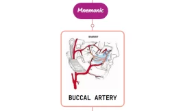 Buccal Artery Mnemonic [ NEVER FORGET ]