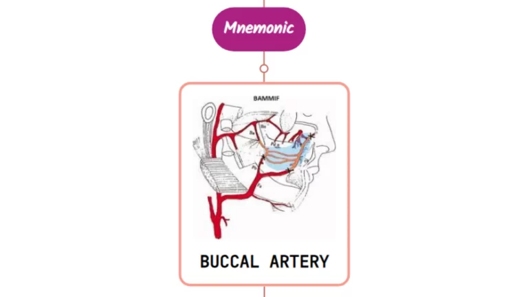 Read more about the article Buccal Artery Mnemonic [ NEVER FORGET ]