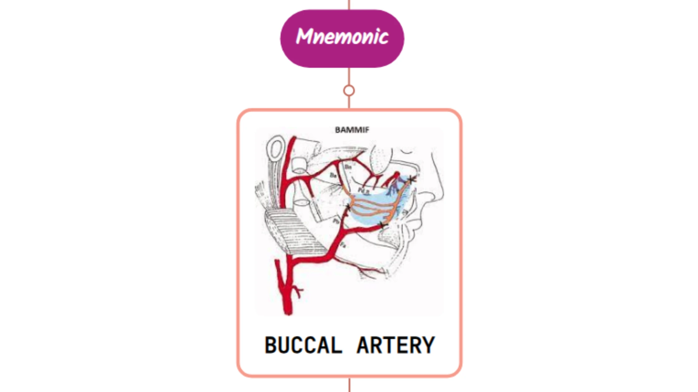 You are currently viewing Buccal Artery Mnemonic [ NEVER FORGET ]