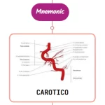 Read more about the article Caroticotympanic Artery Mnemonic [ NEVER FORGET AGAIN ]