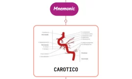 Caroticotympanic Artery Mnemonic [ NEVER FORGET AGAIN ]