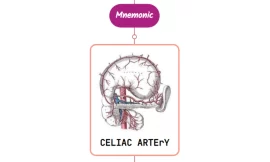 Celiac Artery – Mnemonic [ NEVER FORGET AGAIN ]