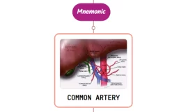 Common Hepatic Artery – Mnemonic [ NEVER FORGET AGAIN ]