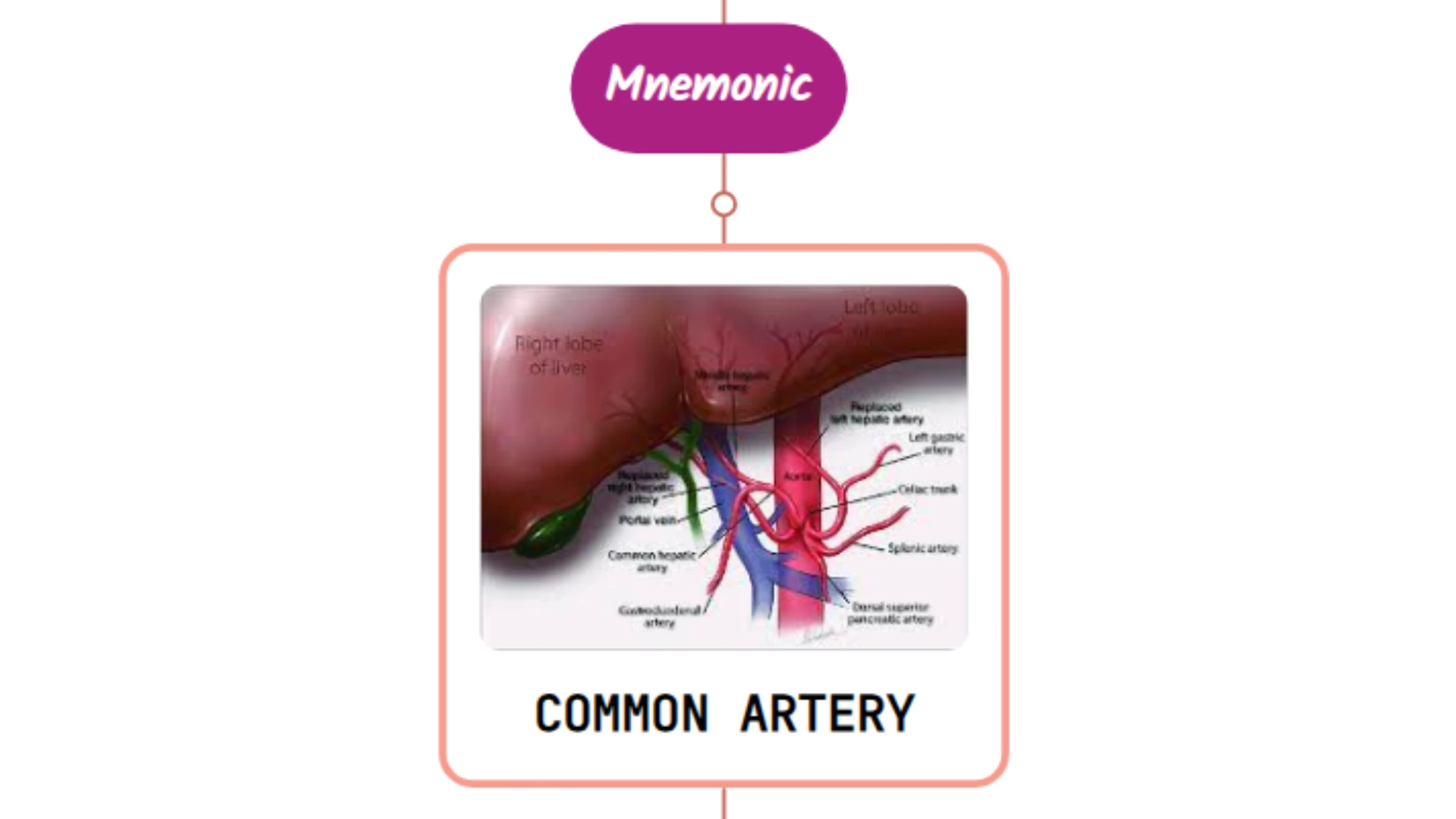 You are currently viewing Common Hepatic Artery – Mnemonic [ NEVER FORGET AGAIN ]