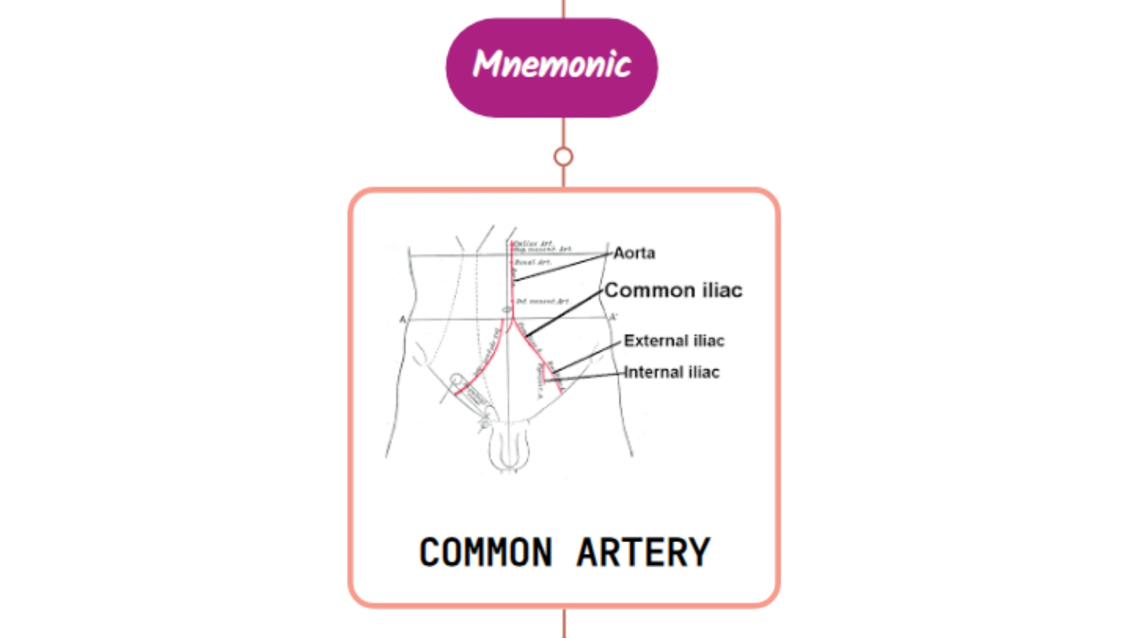 You are currently viewing Common Iliac Artery- Mnemonic [ NEVER FORGET AGAIN ]